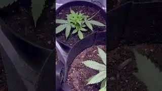Topping is a great way to maximize yield #cannabiseducation #indoorplants #cannabis #grow #indoor