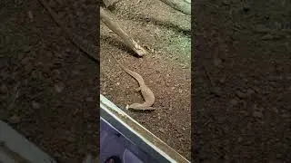 Ackie monitor hunting for food #shorts