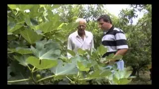 Trilhas do Sabor - Ep 01 - Parte 1 - Doces de São Bartolomeu