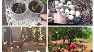 Manhã linda aqui na roça, acordei Bem cedo fui alimentar as galinhas, plantando mudas de plantas .