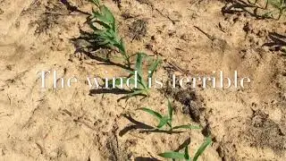 Let&rsquo;s follow this corn field throughout the season Gerraldfarms