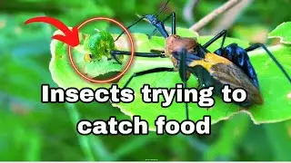 #assassinbug  Insects trying to catch food