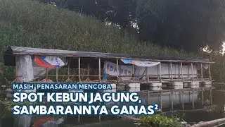 Mancing di Spot Kebun Jagung terendam sambarannya ganas