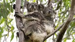 What does a wet koala look like? Check out this mum and her joey in the rain.