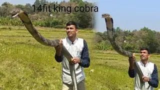 14 ft #King #cobra #rescue #highly #venomous #snake #catcher #maaz #sayed #sirsi
