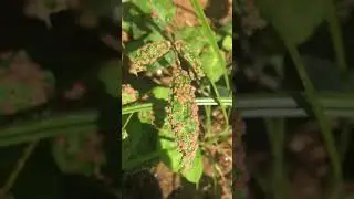 Poison ivy gall mites doing what they do best - Thanks again!