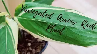 How To Grow, Care & Propagate Variegated Arrow Root Plant /Prayer Plant /Maranta Arundinacea