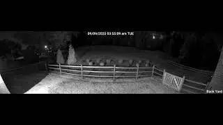Neighborhood fox startled by cat unexpectedly in yard