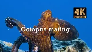 Octopus mating. Underwater life. 4K