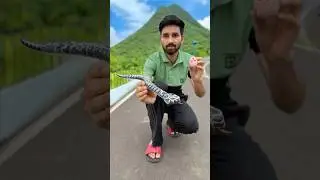 Rc Realistic ￼Snake Unboxing #rcsnake Unboxing