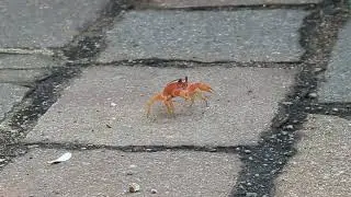 Blackback land crab