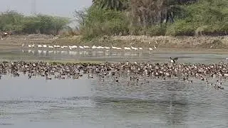 पटना पक्षी विहार, जलेसर - एटा | bird sanctuary, Jalesar.