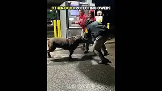 dogs protection  last one 💀☠😈👿🦮| #aura #discipline #dogs #dogs lover