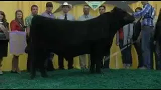 2012 National Junior Angus Show: Bull Show