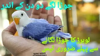 How to Pair Lovebirds# Some Basic points for pairing#.