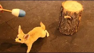 How to Train a Fox!