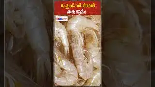 Good Farmer vs Smart Businessman | Shrimp Farming Truth | Shrimp News