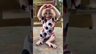 monkey | subscribe for more amazing content! #monkey #funny #love #education