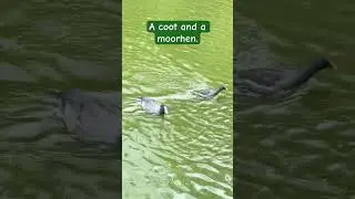 A #coot and a #moorhen. 💖