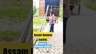 Assam Bamboo Wholesale Market ll Bamboo Price in Assam ll #bambionindustries #bambooindustry #bamboo