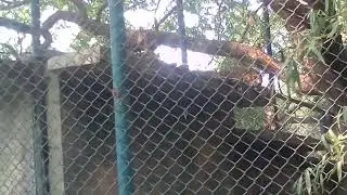 leopard: only NTNC: zoo: jawlakhel: lalitpur: nepal: