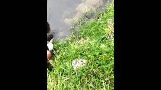 Catching 20 pound carp