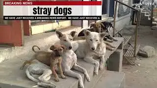 SUPREME COURT JUDGMENT REGARDING STRAY DOGS ...FINALLY VERDICT GIVEN