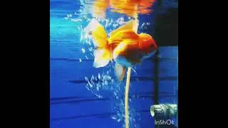 (NOK-737)High quality Oranda Red Tri color Orchid Tail Female GoldFish