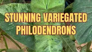 Variegated Philodendrons I Grow | Paraiso Verde, Florida Beauty & More | Care Tips for Beginners