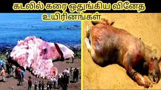 கடலில் கரை ஒதுங்கிய வினேத உயிரினங்கள்|most strangest beached Things