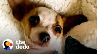 Tiny Rescue Dog Is So Nervous That He Lives In His Mom's Pouch | The Dodo Little But Fierce
