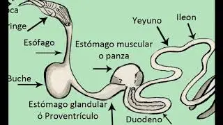 Aparato digestivo de las aves 2018