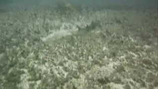 Crested Horn Shark - Heterodontus galeatus