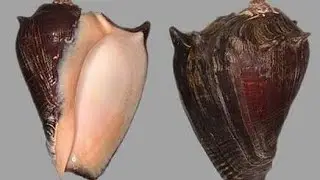 Narsimha Shankh ( Vamana Shankh) Rare & Beautiful Shankh. Melongena Patula, Pacific Crown Conch.