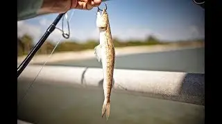 Fishing Florida Pier with LIVE LIZARDFISH