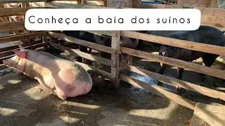 Conheçam as baías dos suínos🐷✅