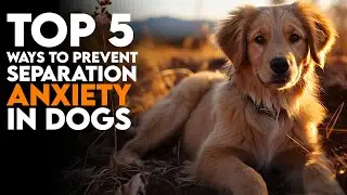 Top 5 Ways to Prevent Separation Anxiety in Dogs