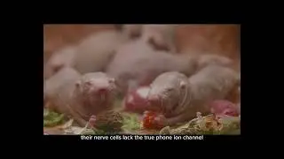 FACTS ABOUT NAKED MOLE RATS