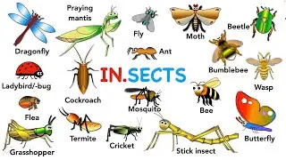 Insects Vocabulary and Pronunciation