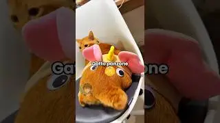 Gatto panzone 🐱 EP. 45
