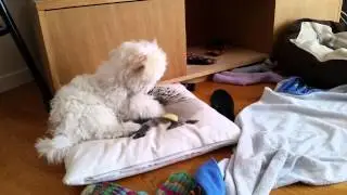 Puppy versus apple slice