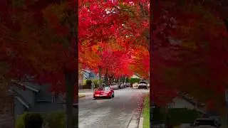 BC&rsquo;s fall hits different ❤️🇨🇦🍁 #Fall #Automn #Red
