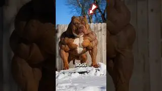 5 dangerous hybrid dogs 🐕&zwj;🦺😳 #hybriddogs #top5