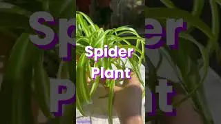5 Easy Plants to Grow in Water &mdash; Perfect for Beginners!