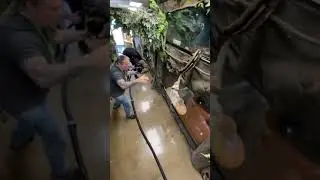 &iexcl;Serpiente atrapa un conejo!