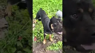 Mental Games W/ Young Cane Corso Ruff House&rsquo;s Draco