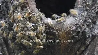 Bees moving in unison to ward off predators from their hive
