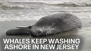 Whale deaths spark questions about New Jersey wind farm development
