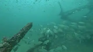 Diving the Red Sea and Bridge Span artificial reefs offshore Panama City Beach, Florida