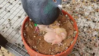 Black x White Pigeon Colour reveal!
